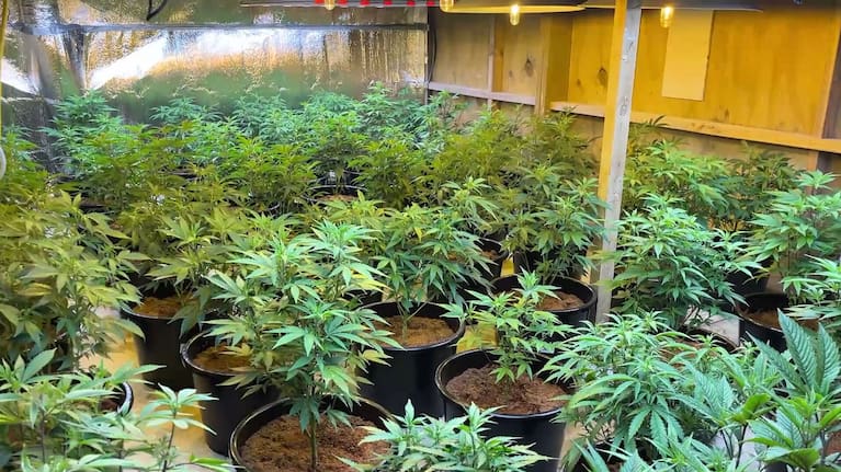 Cannabis plants found during a police raid. 